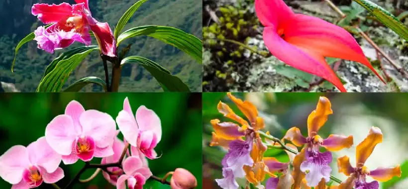 Flora Camino Inca Flora Camino Inca
