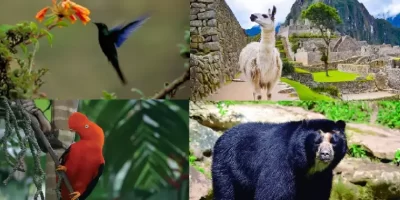 A flora e a fauna na Trilha Inca para Machu Picchu