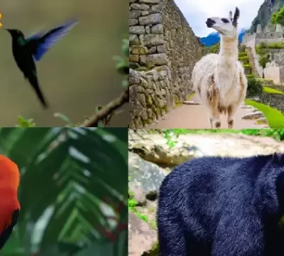 A flora e a fauna na Trilha Inca para Machu Picchu