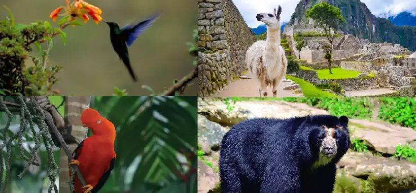 A flora e a fauna na Trilha Inca para Machu Picchu A flora e a fauna na Trilha Inca para Machu Picchu